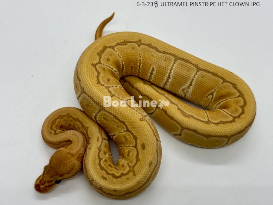 ULTRAMEL PINSTRIPE HET CLOWN